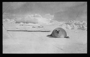 Image of Seal on ice, harpoon near